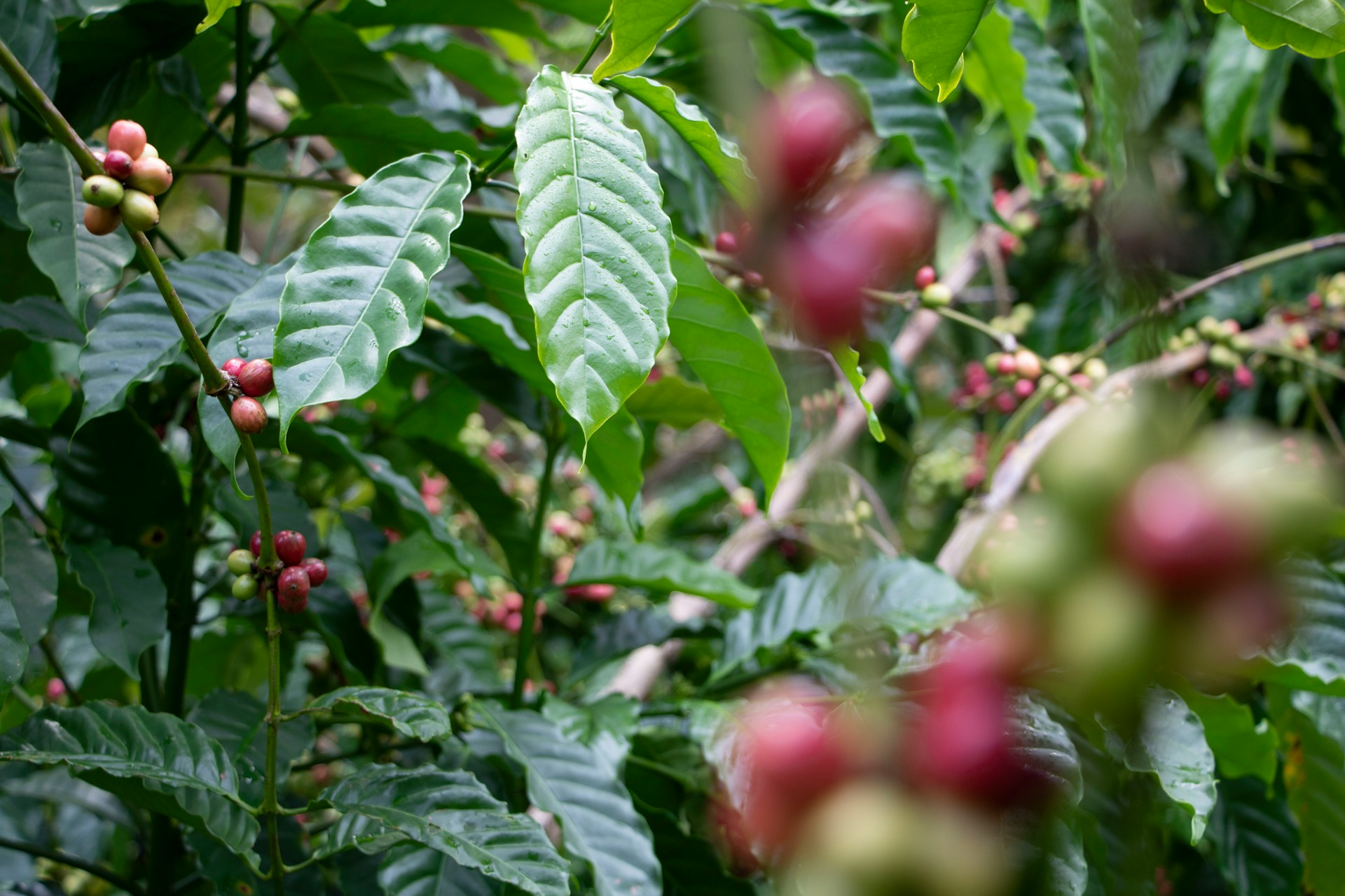 塔拉珠咖啡為什麼甜？科佩莊園高海拔卡杜艾日曬與中淺焙邏輯